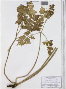 Physospermum cornubiense (L.) DC., Western Europe (EUR) (Greece)