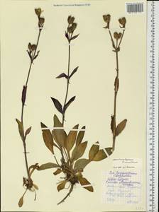 Silene dioica subsp. lapponica (Simm.) Tolm. & Kozh., Eastern Europe, Northern region (E1) (Russia)