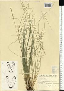Festuca rupicola Heuff., Eastern Europe, Central forest-and-steppe region (E6) (Russia)