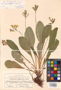 Primula ruprechtii Kusnezowa ex Lipsky, Caucasus, Stavropol Krai, Karachay-Cherkessia & Kabardino-Balkaria (K1b) (Russia)