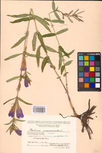 Gentiana pneumonanthe L., Eastern Europe, Moscow region (E4a) (Russia)