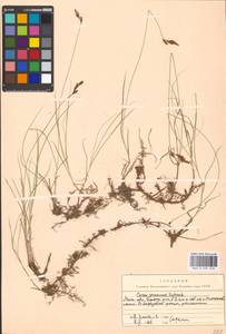 Carex praecox Schreb., Eastern Europe, Moscow region (E4a) (Russia)