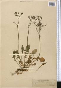 Crepis multicaulis Ledeb., Middle Asia, Northern & Central Tian Shan (M4) (Kazakhstan)