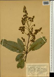 Mangifera indica L., South Asia, South Asia (Asia outside ex-Soviet states and Mongolia) (ASIA) (India)