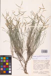 Astragalus pseudotataricus Boriss., Eastern Europe, Lower Volga region (E9) (Russia)