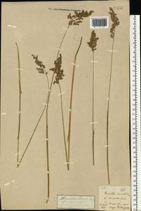 Anthoxanthum nitens (Weber) Y.Schouten & Veldkamp, Eastern Europe, North-Western region (E2) (Russia)