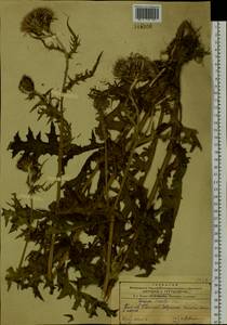 Cirsium maackii Maxim., Siberia, Russian Far East (S6) (Russia)