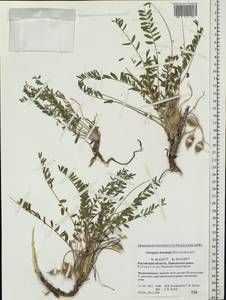 Astragalus buchtormensis Pall., Eastern Europe, Rostov Oblast (E12a) (Russia)