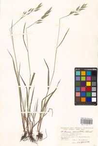 Bromus commutatus Schrad., Eastern Europe, Moscow region (E4a) (Russia)