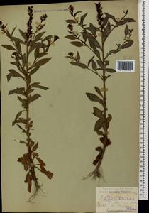 Lysimachia dubia Aiton, Caucasus, Black Sea Shore (from Novorossiysk to Adler) (K3) (Russia)