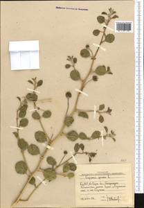 Capparis spinosa, Middle Asia, Western Tian Shan & Karatau (M3) (Uzbekistan)