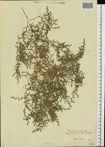 Herniaria glabra L., Eastern Europe, South Ukrainian region (E12) (Ukraine)