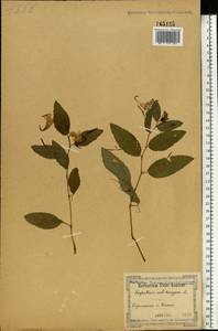 Impatiens noli-tangere L., Eastern Europe, South Ukrainian region (E12) (Ukraine)