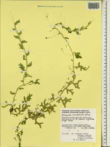 Selaginella fissidentoides (Hook. & Grev.) Spring, Africa (AFR) (Seychelles)