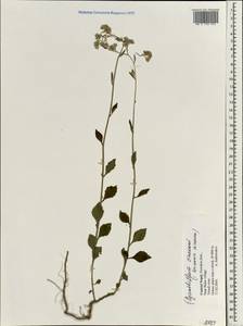 Cyanthillium cinereum (L.) H. Rob., South Asia, South Asia (Asia outside ex-Soviet states and Mongolia) (ASIA) (Nepal)