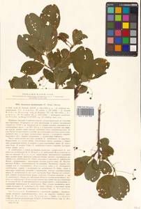 Euonymus sachalinensis (F.Schmidt) Maxim., Siberia, Russian Far East (S6) (Russia)