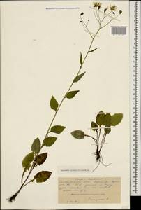 Lapsana communis subsp. grandiflora (M. Bieb.) P. D. Sell, Caucasus, Stavropol Krai, Karachay-Cherkessia & Kabardino-Balkaria (K1b) (Russia)