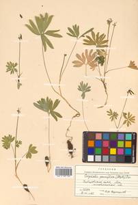 Corydalis arctica subsp. arctica, Siberia, Russian Far East (S6) (Russia)