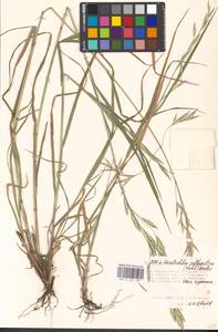 Bromus catharticus Vahl, Eastern Europe, Moscow region (E4a) (Russia)