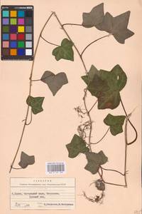 Hedera helix L., Eastern Europe, West Ukrainian region (E13) (Ukraine)