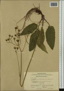 Hieracium murorum subsp. sylvularum (Jord. ex Boreau) Zahn, Western Europe (EUR) (Poland)