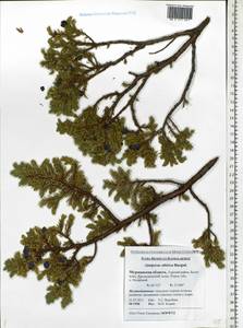 Juniperus communis var. saxatilis Pall., Eastern Europe, Northern region (E1) (Russia)