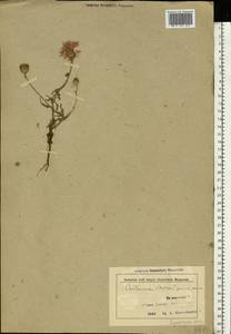 Centaurea stoebe subsp. stoebe, Eastern Europe, Belarus (E3a) (Belarus)
