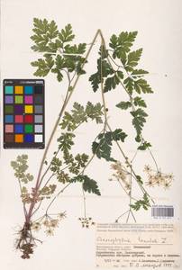 Chaerophyllum temulum L., Eastern Europe, Lower Volga region (E9) (Russia)