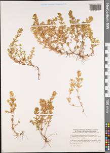 Lythrum borysthenicum (Schrank) Litv., Middle Asia, Caspian Ustyurt & Northern Aralia (M8) (Kazakhstan)