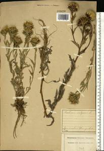 Carlina vulgaris L., Eastern Europe, Central forest region (E5) (Russia)