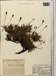 Acantholimon glumaceum (Jaub. & Spach) Boiss., Caucasus, Armenia (K5) (Armenia)