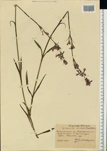 Viscaria vulgaris Röhl., Eastern Europe, West Ukrainian region (E13) (Ukraine)