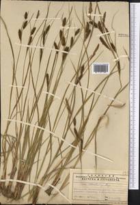 Carex songorica Kar. & Kir., Middle Asia, Northern & Central Tian Shan (M4) (Kazakhstan)