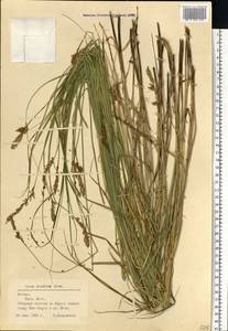 Carex disticha Huds., Eastern Europe, Latvia (E2b) (Latvia)