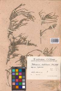 Halocnemum strobilaceum (Pall.) M. Bieb., Eastern Europe, Lower Volga region (E9) (Russia)