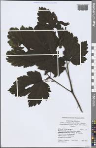 Actaea dahurica (Turcz. ex Fisch. & C. A. Mey.) Franch., Siberia, Russian Far East (S6) (Russia)