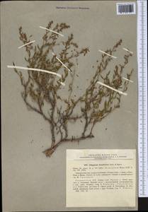 Polygonum thymifolium Jaub. & Spach, Middle Asia, Pamir & Pamiro-Alai (M2) (Tajikistan)
