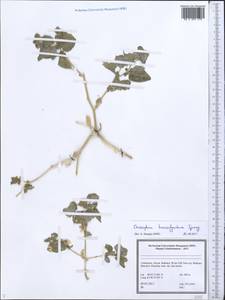 Chrozophora tinctoria (L.) A.Juss., Middle Asia, Syr-Darian deserts & Kyzylkum (M7) (Uzbekistan)