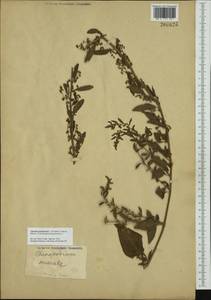 Lipandra polysperma (L.) S. Fuentes, Uotila & Borsch, Western Europe (EUR) (Not classified)