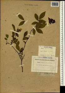 Rosa banksiae R. Br. ex Aiton, South Asia, South Asia (Asia outside ex-Soviet states and Mongolia) (ASIA) (Japan)
