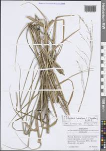 Glyceria maxima (Hartm.) Holmb., Eastern Europe, Middle Volga region (E8) (Russia)