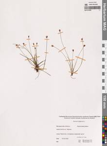 Juncus triglumis L., Siberia, Chukotka & Kamchatka (S7) (Russia)