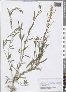 Atriplex littoralis L., Eastern Europe, Central forest-and-steppe region (E6) (Russia)