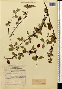 Cotoneaster multiflorus Bunge, Caucasus, Azerbaijan (K6) (Azerbaijan)