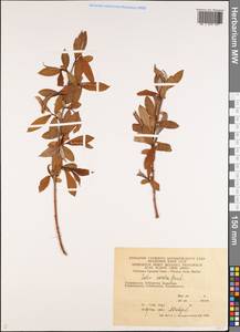 Salix excelsa J.F.Gmel., Middle Asia, Middle Asia (no precise locality) (M0) (Not classified)