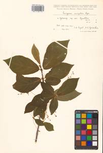 Euonymus macropterus Rupr., Siberia, Russian Far East (S6) (Russia)