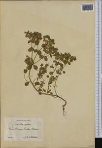 Euphorbia peplus L., Western Europe (EUR) (Finland)