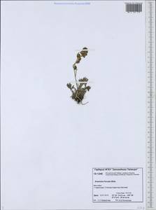 Artemisia furcata M. Bieb., Siberia, Central Siberia (S3) (Russia)