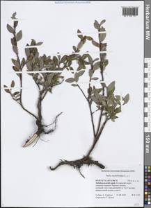 Salix myrtilloides L., Siberia, Baikal & Transbaikal region (S4) (Russia)