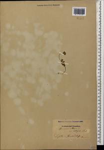 Androsace villosa L., Caucasus, Dagestan (K2) (Russia)